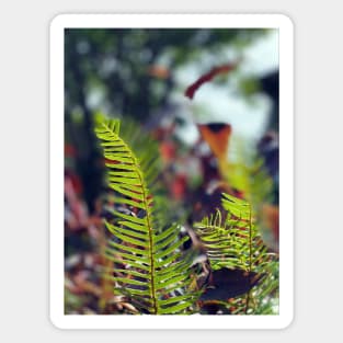 Ferns in Spring Magnet